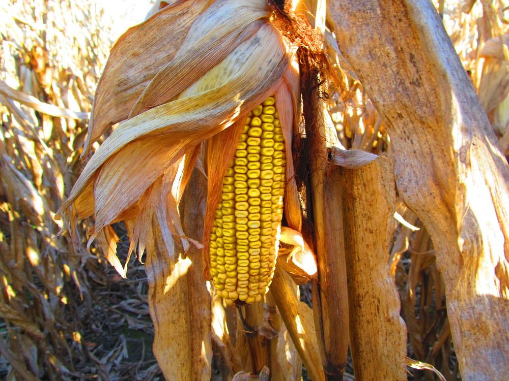 Photo of Corn (Zea mays subsp. mays) uploaded by jmorth