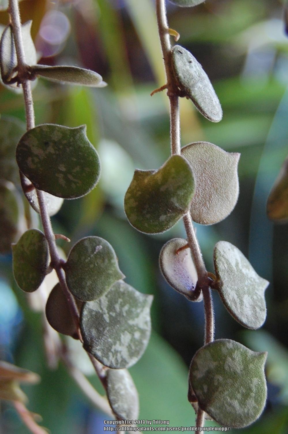 Photo of Wax Plant (Hoya curtisii) uploaded by purpleinopp