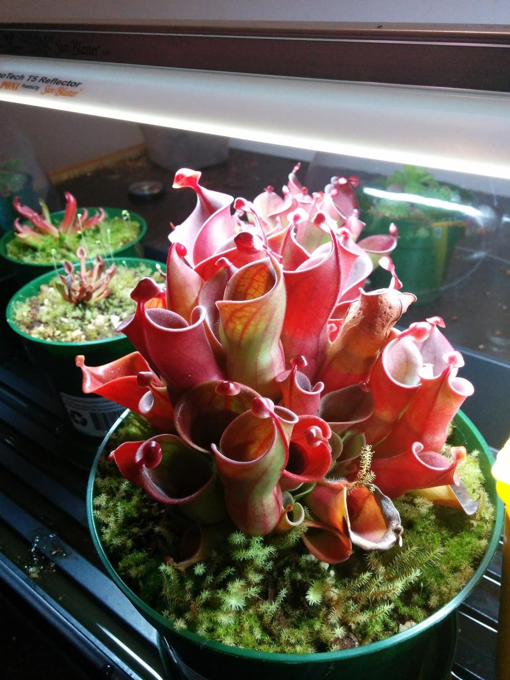 Photo of Sun Pitcher (Heliamphora minor) uploaded by Maiden