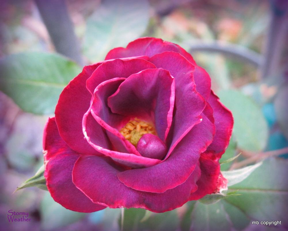 Photo of Rose (Rosa 'Stormy Weather') uploaded by MargieNY