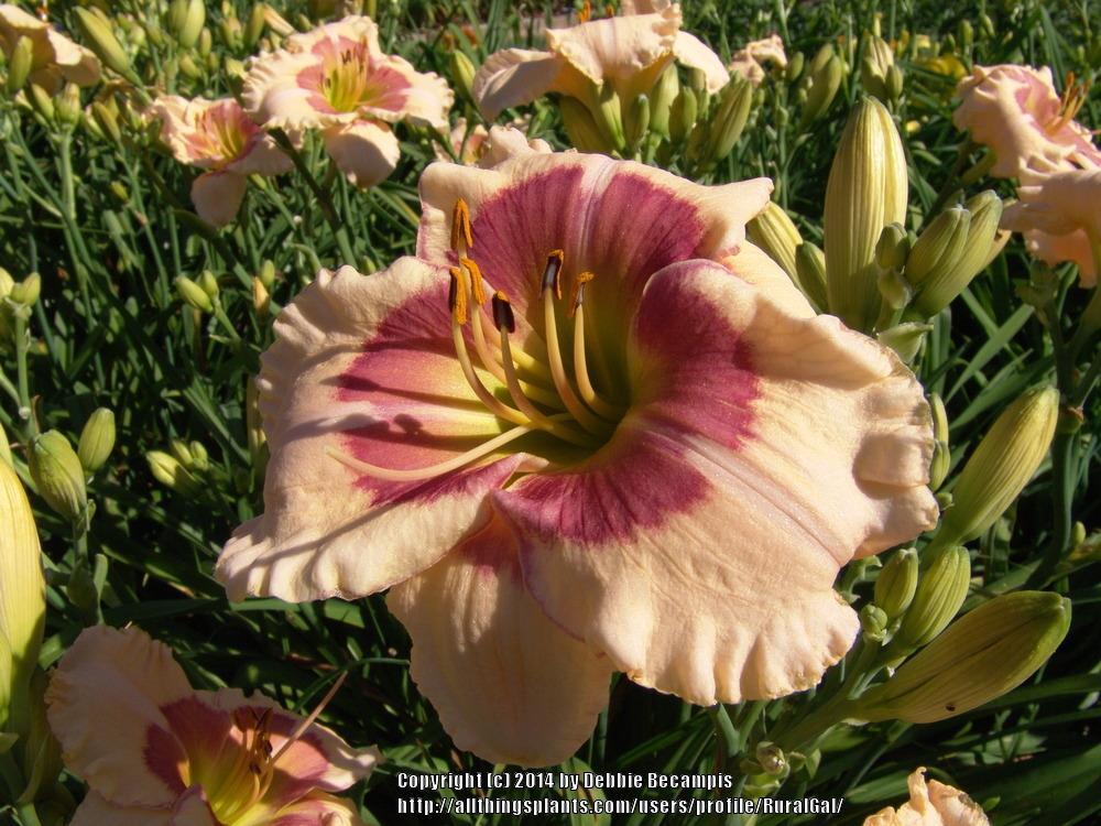 Photo of Daylily (Hemerocallis 'Repeat After Me') uploaded by RuralGal