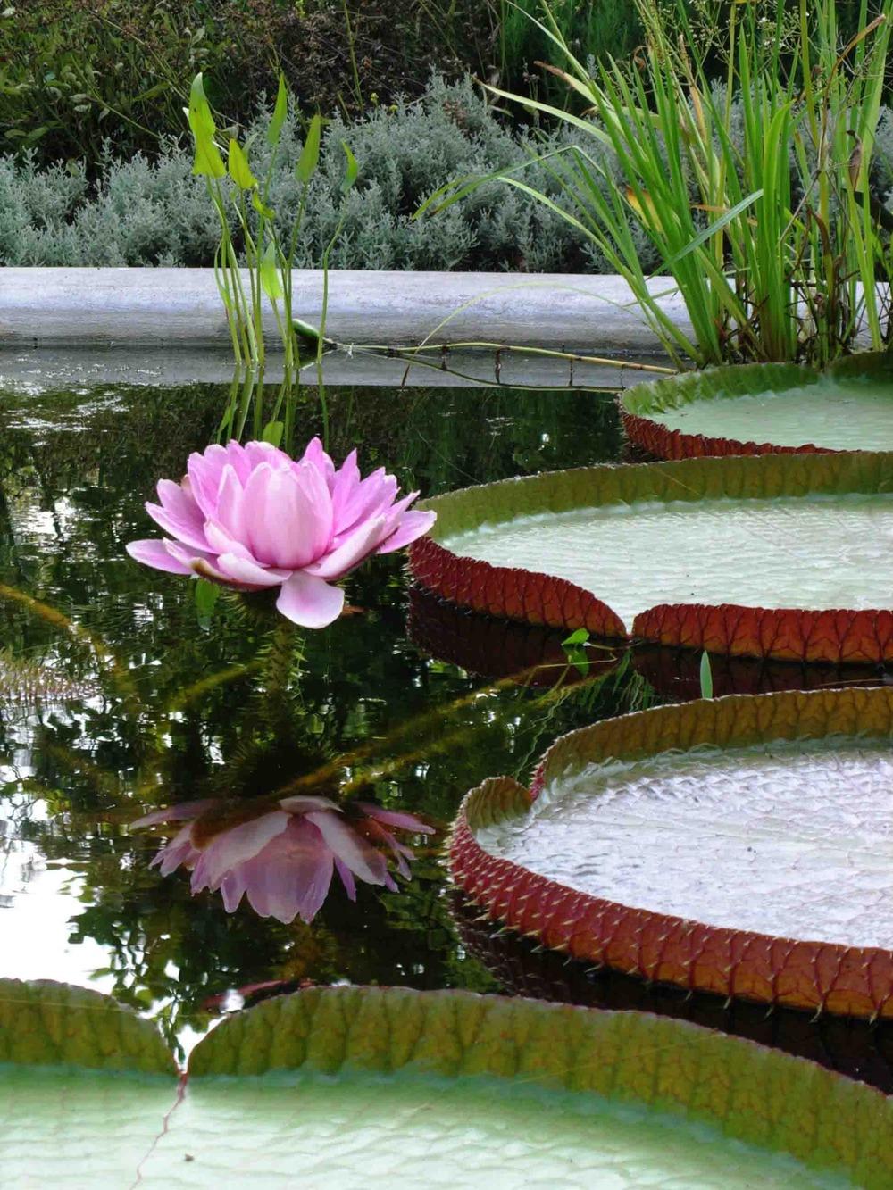 Photo of Victoria Water Lily (Victoria amazonica) uploaded by admin