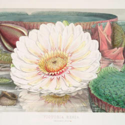 
Victoria Regia : or, Illustrations of the Royal water-lily, in a 
