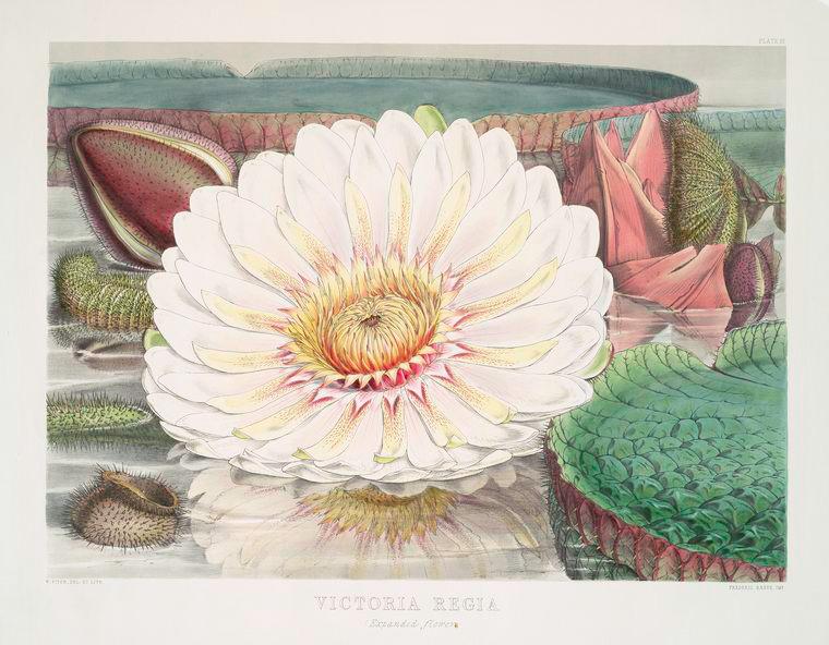 Photo of Victoria Water Lily (Victoria amazonica) uploaded by admin