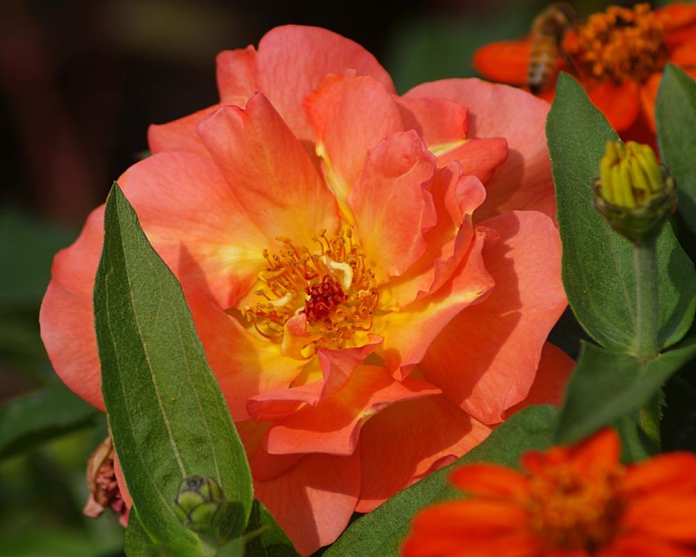 Photo of Rose (Rosa 'Westerland') uploaded by dirtdorphins