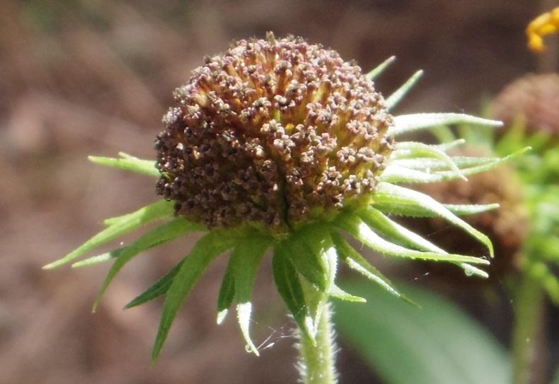 Photo of Swamp Sunflower (Helianthus angustifolius) uploaded by greene