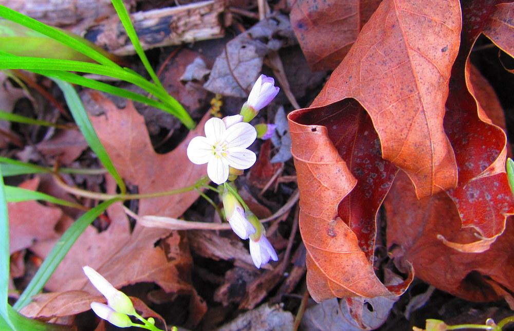 Photo of Spring Beauty (Claytonia virginica) uploaded by jmorth