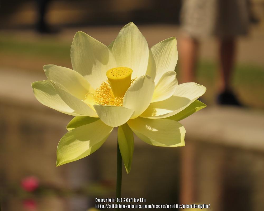 Photo of Lotuses (Nelumbo) uploaded by plantladylin