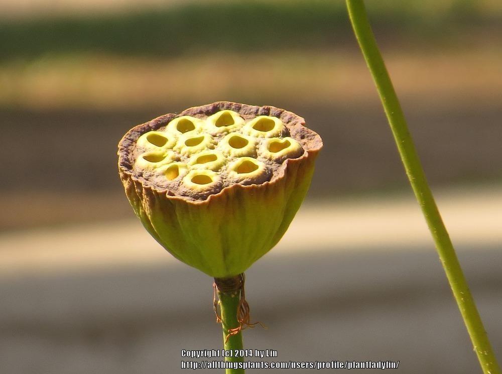 Photo of Lotuses (Nelumbo) uploaded by plantladylin
