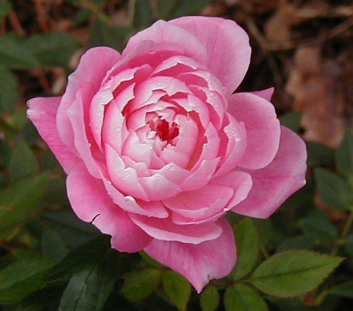 Photo of Rose (Rosa 'Pink Poodle') uploaded by RoseBlush1