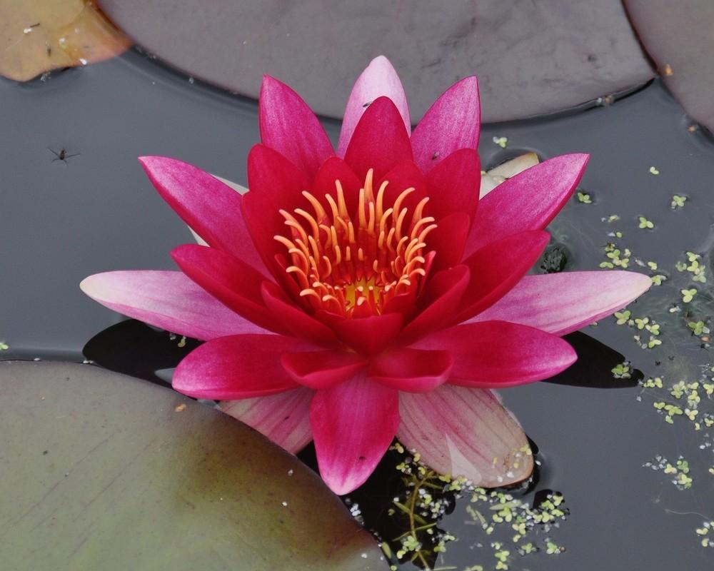 Photo of Hardy Water Lily (Nymphaea 'Attraction') uploaded by admin