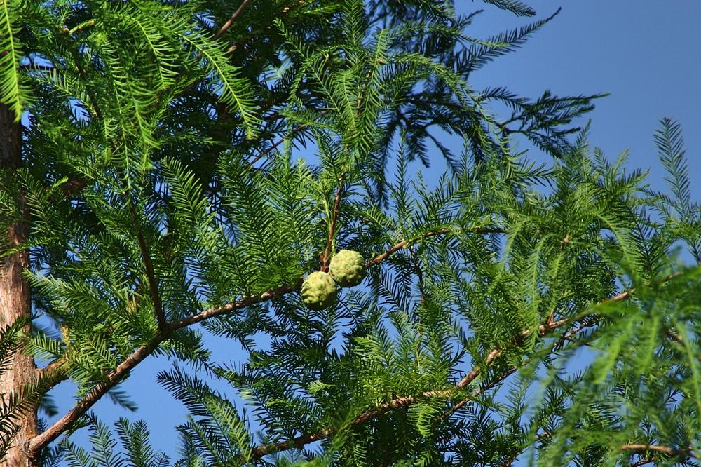 Photo of Bald Cypress (Taxodium distichum) uploaded by dirtdorphins