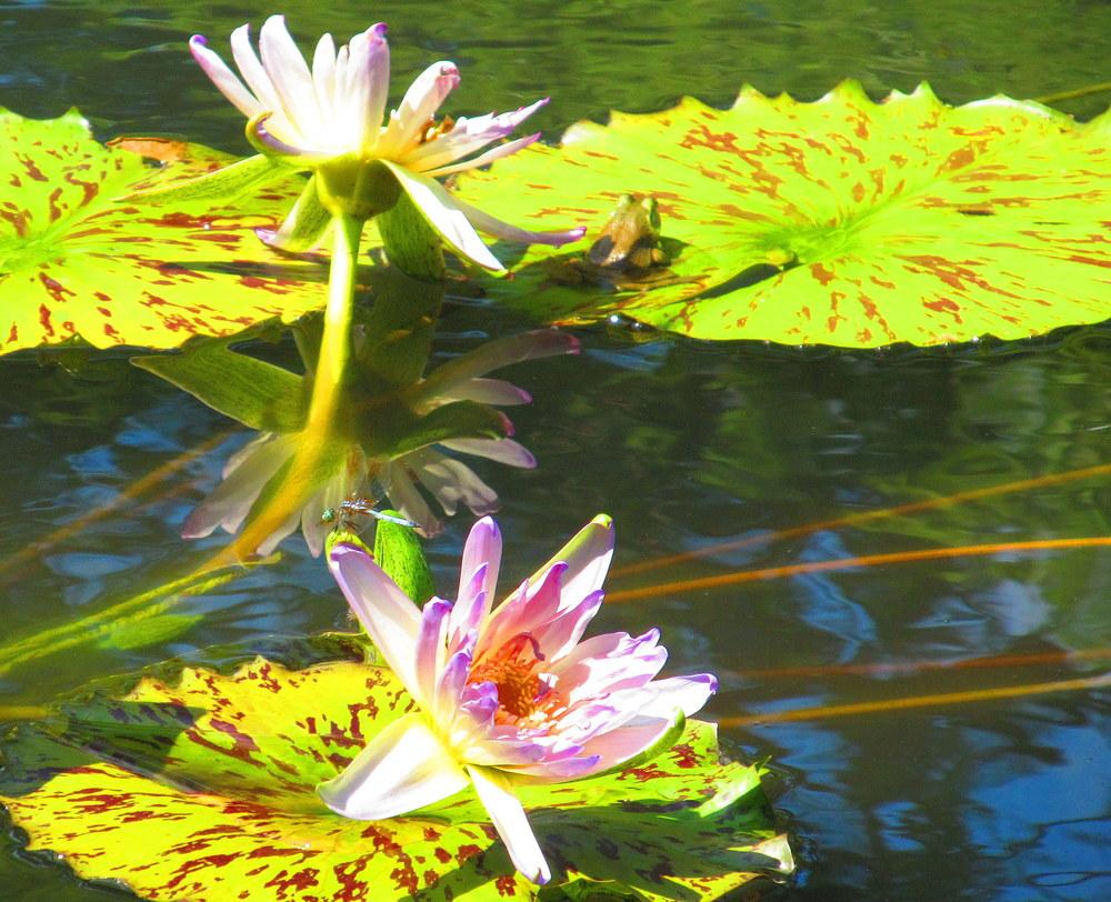 Photo of Nymphaeas (Nymphaea) uploaded by jmorth