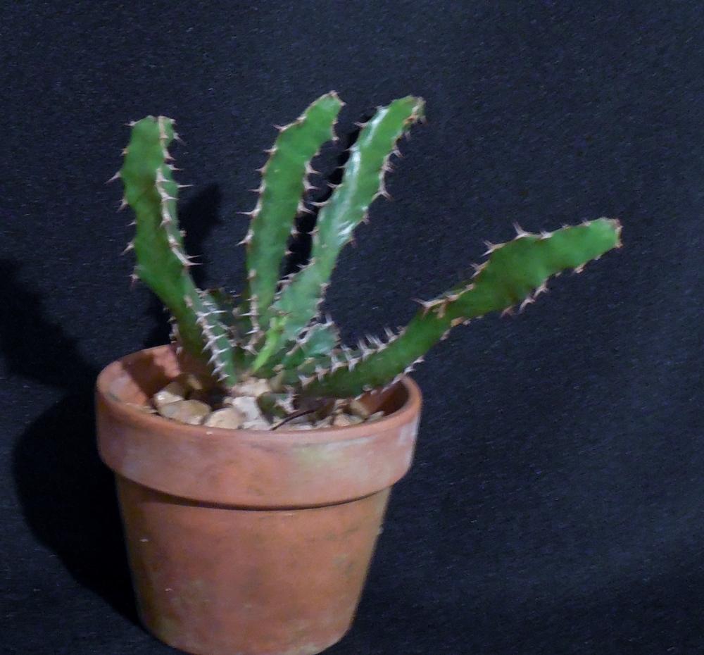 Photo of Euphorbia (Euphorbia enormis) uploaded by Reine