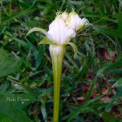 Location: Summeville, SC
Trichosanthes kirilowii - Male Flower
