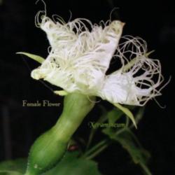 Location: Summeville, SC
Trichosanthes kirilowii - Female Flower