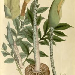Location: London :Treuttel and Würtz,1830-32.
Plantae Asiaticae rariores, or, Descriptions and figures of a sel