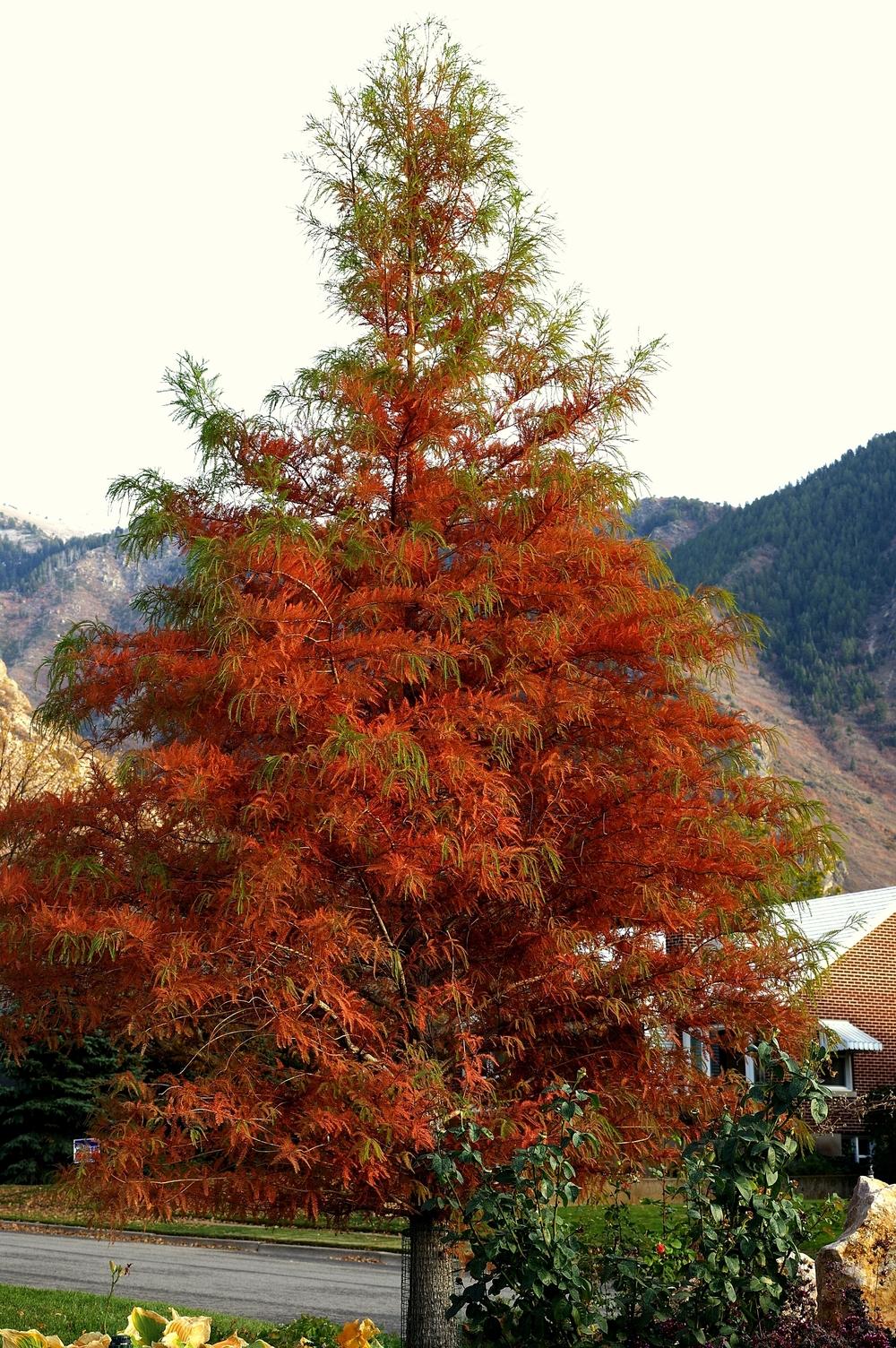Photo of Bald Cypress (Taxodium distichum) uploaded by dirtdorphins