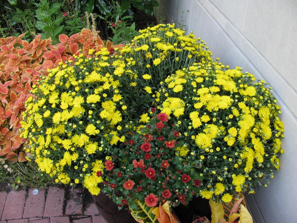Photo of Chrysanthemum uploaded by jmorth
