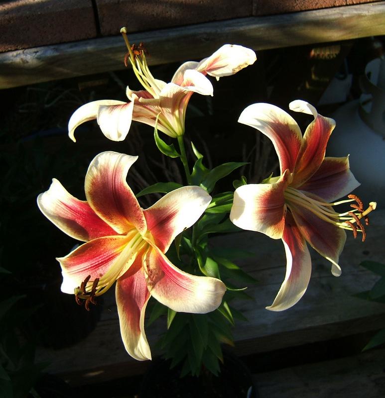 Photo of Lily (Lilium 'Red Dutch') uploaded by pirl