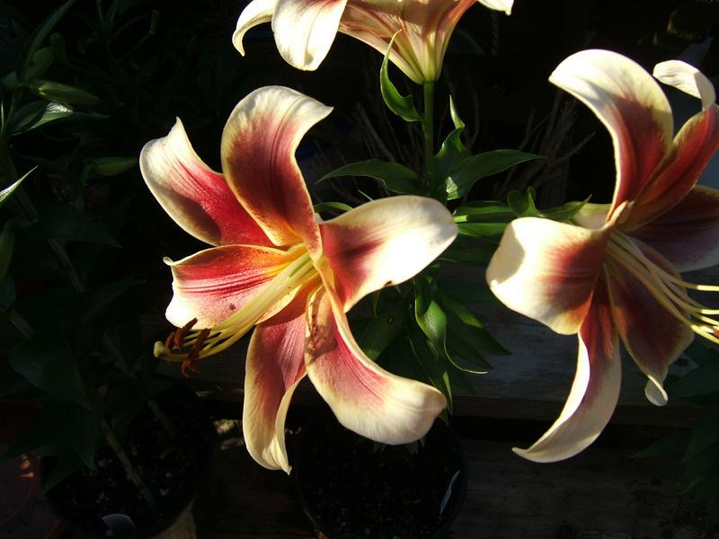 Photo of Lily (Lilium 'Red Dutch') uploaded by pirl