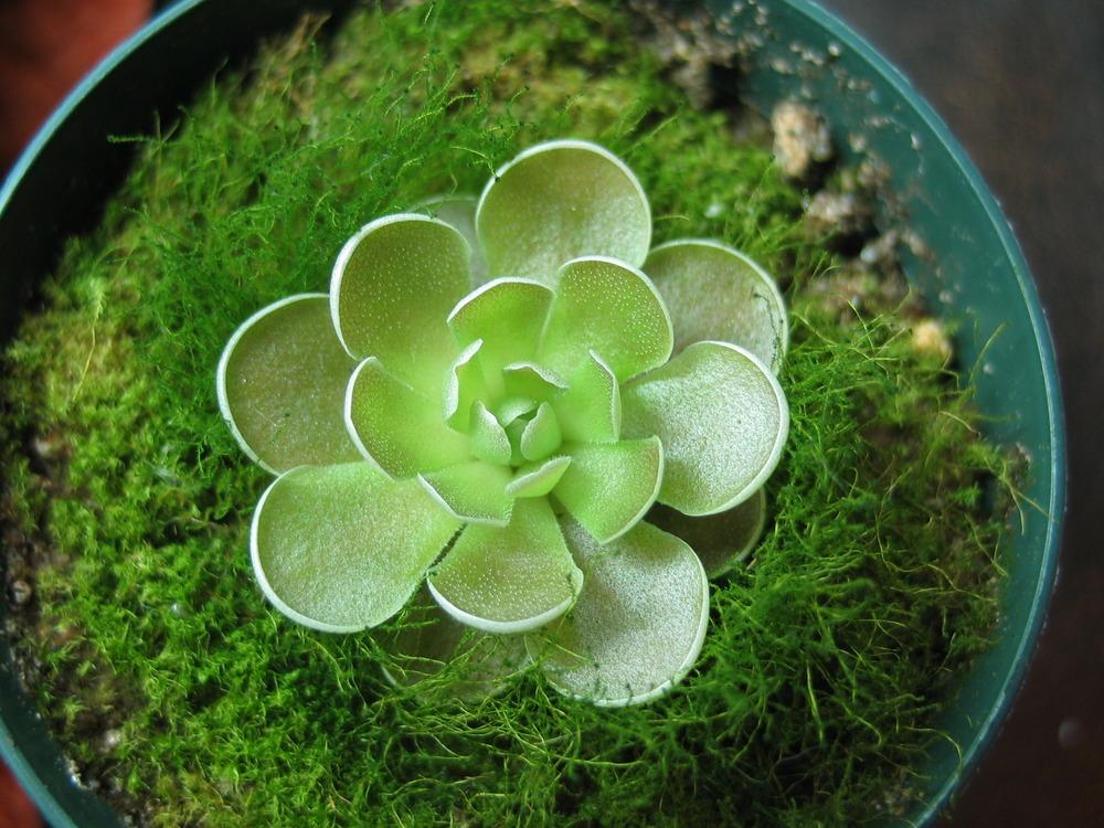 Photo of Butterwort (Pinguicula ehlersiae) uploaded by Maiden