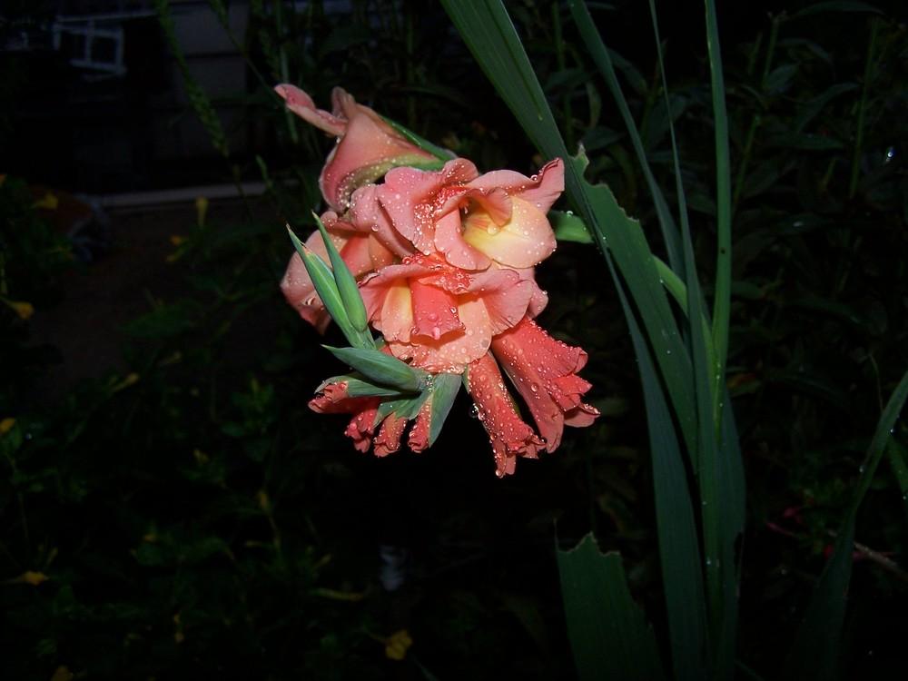 Photo of Gladiola (Gladiolus) uploaded by jmorth