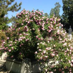 Location: Historic Rose Garden, Historic City Cemetery, Sacramento CA.
Date: 2014-04-12