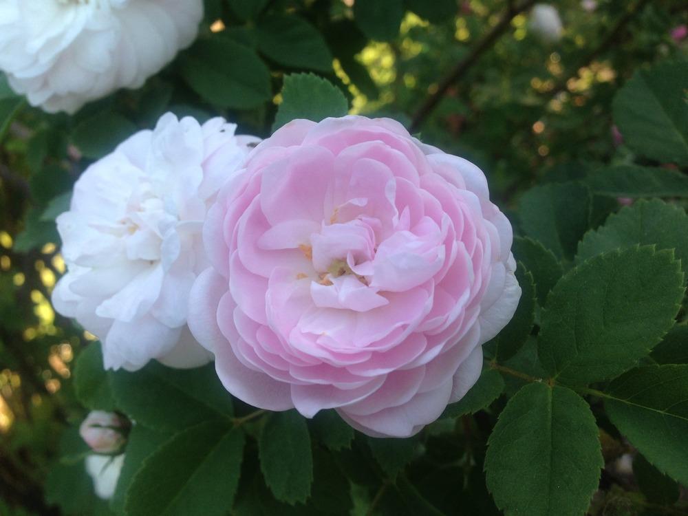 Photo of Rose (Rosa 'Pompon Blanc Parfait') uploaded by HamiltonSquare