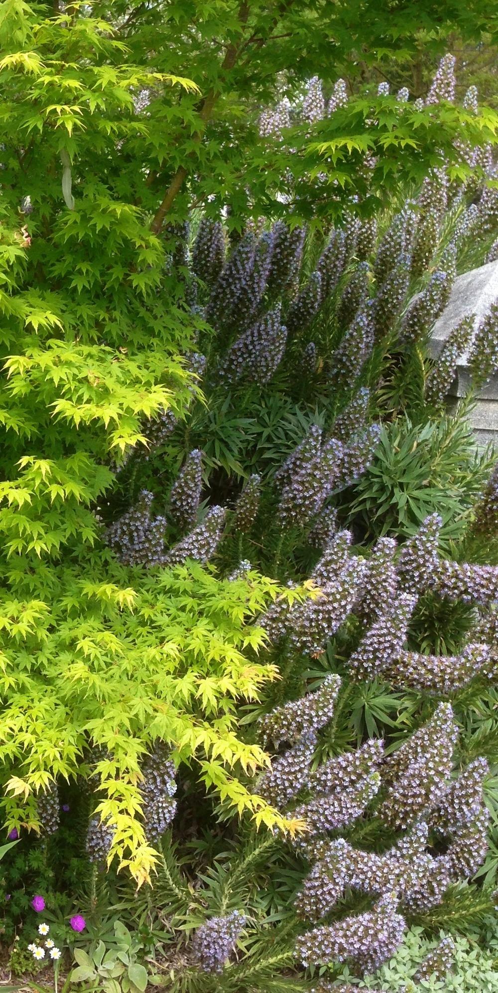 Photo of Pride of Madeira (Echium candicans) uploaded by HamiltonSquare