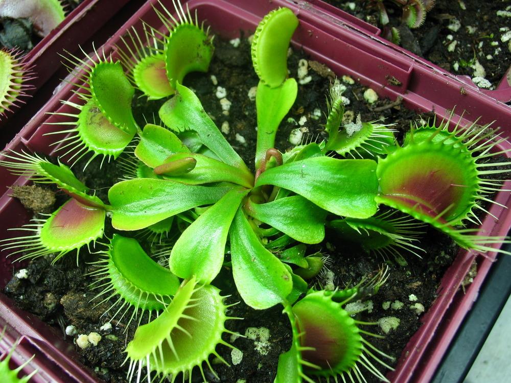Photo of Venus Fly Trap (Dionaea muscipula) uploaded by Maiden