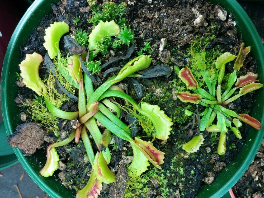 Photo of Venus Fly Trap (Dionaea muscipula) uploaded by Maiden
