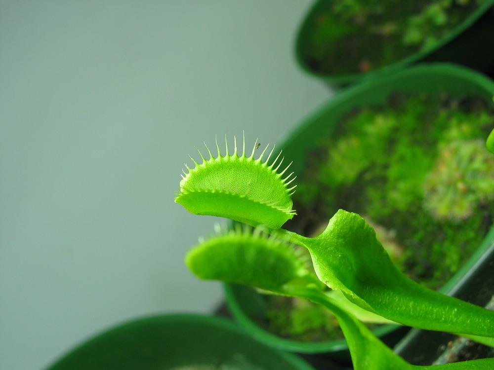 Photo of Venus Flytrap (Dionaea muscipula 'All Green') uploaded by Maiden