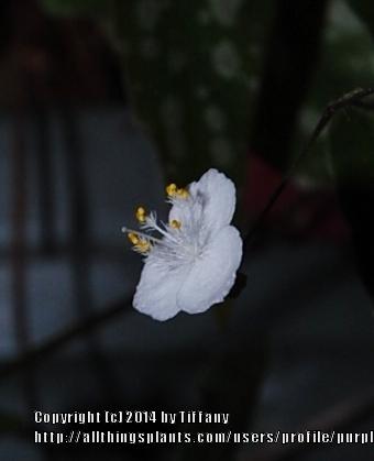 Photo of Tahitian Bridal Veil (Gibasis geniculata) uploaded by purpleinopp