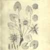 The waterlilies: a monograph of the genus Nymphaea. Publ. Carnegi