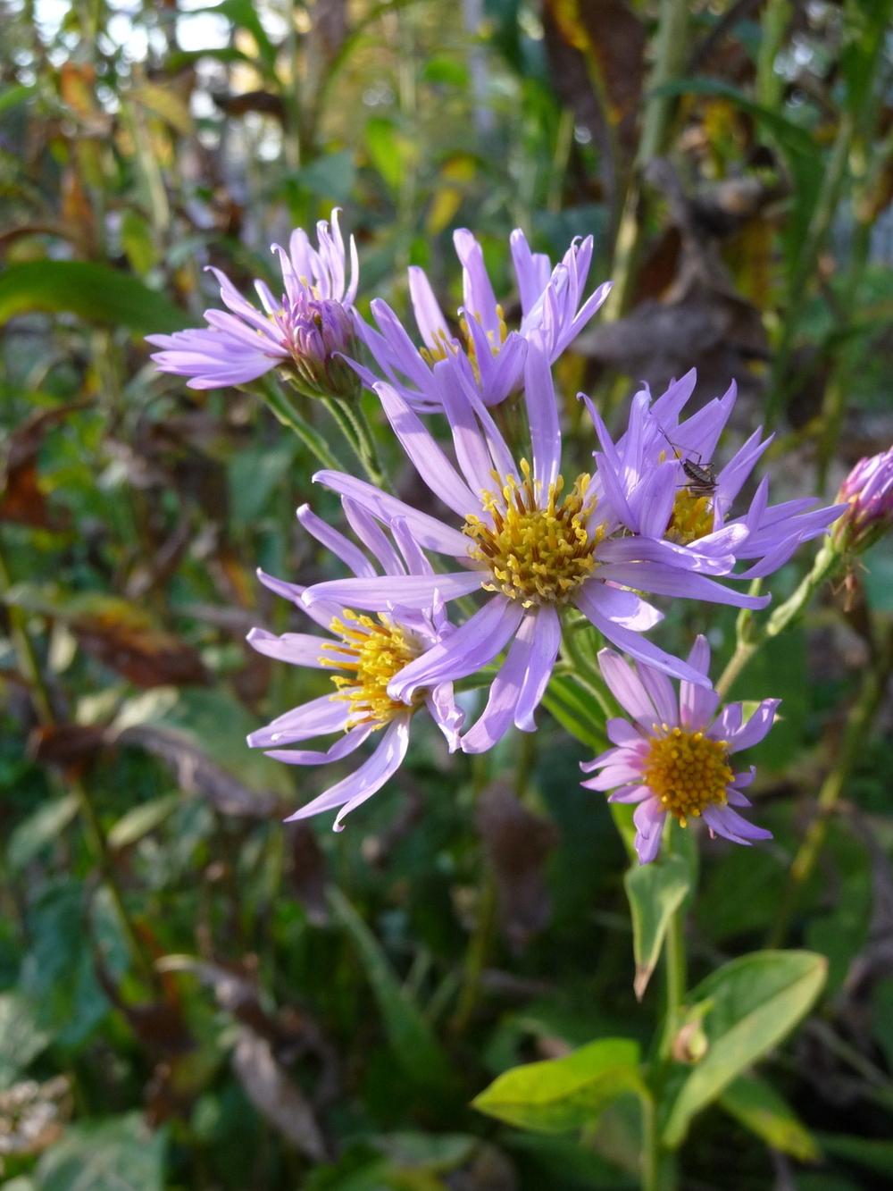 Photo of Tatarian Aster (Aster tataricus) uploaded by gardengus