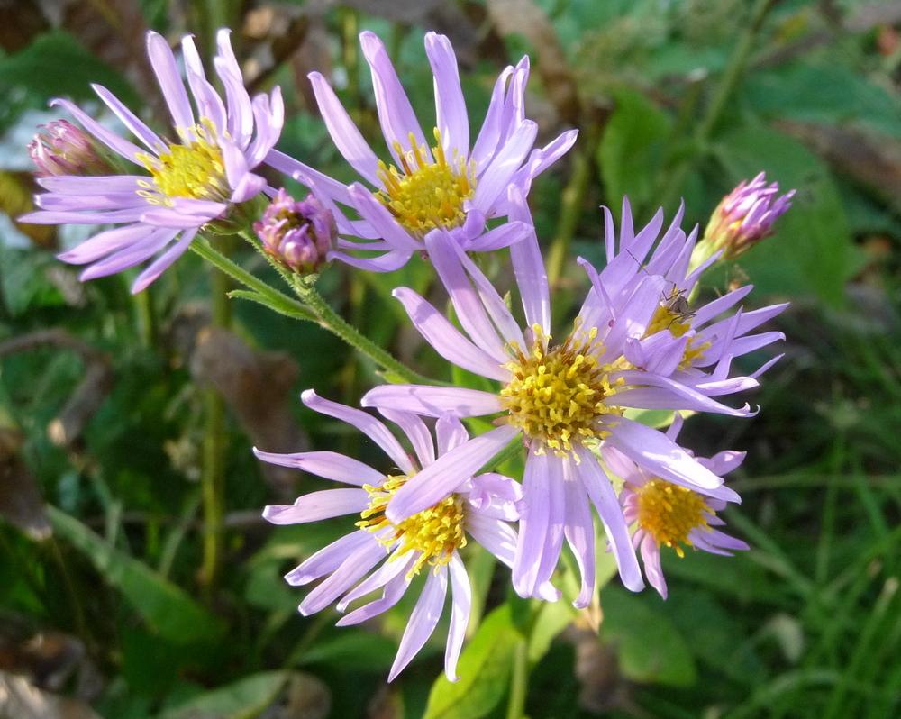 Photo of Asters (Aster) uploaded by gardengus