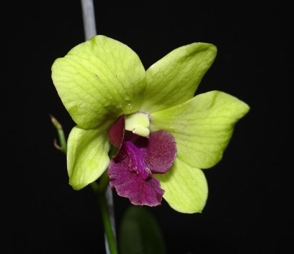 Photo of Orchid (Dendrobium Burana Greenstar) uploaded by hawkarica