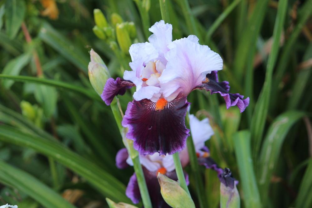 Photo of Tall Bearded Iris (Iris 'Tomorrow's Child') uploaded by ozkoala33
