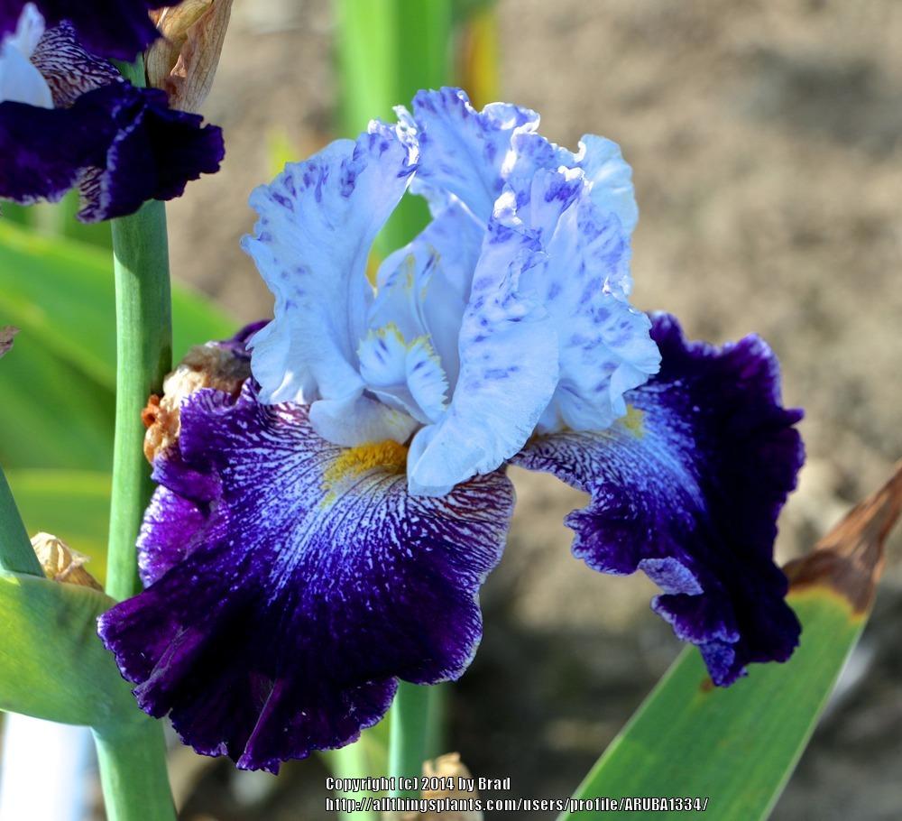 Photo of Tall Bearded Iris (Iris 'Let It Rain') uploaded by ARUBA1334