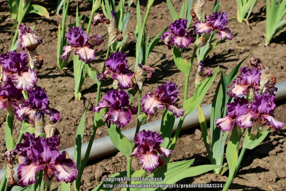 Photo of Tall Bearded Iris (Iris 'Etcetera') uploaded by ARUBA1334