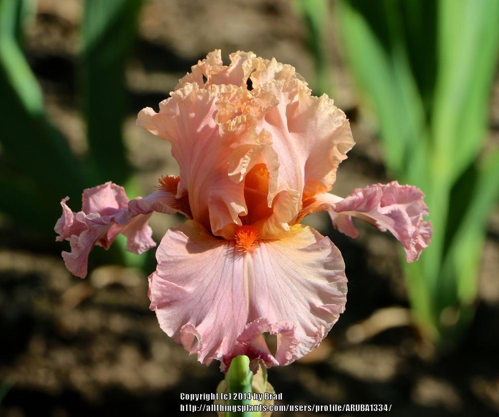 Photo of Tall Bearded Iris (Iris 'Abiding Love') uploaded by ARUBA1334