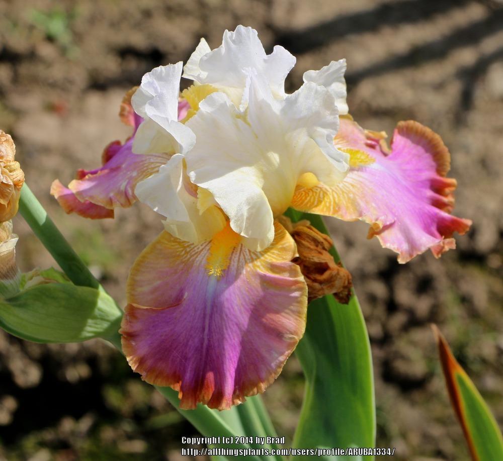 Photo of Tall Bearded Iris (Iris 'Voyager') uploaded by ARUBA1334