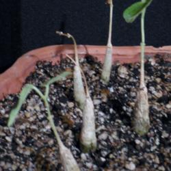 Location: Texas
Date: 2014-11-06
Approximately 4 Month Old Seedlings.