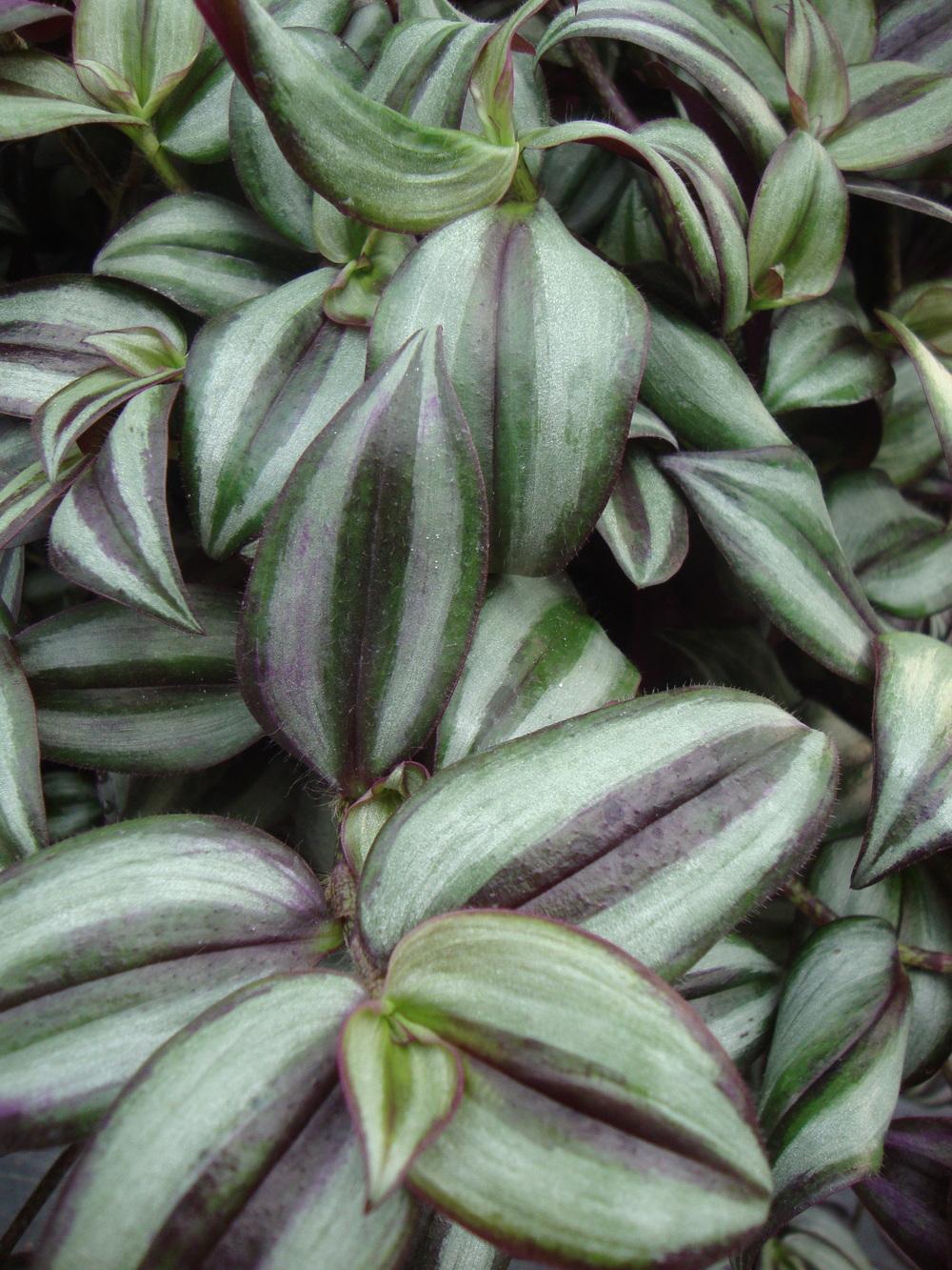 Photo of Inch Plant (Tradescantia zebrina) uploaded by Paul2032