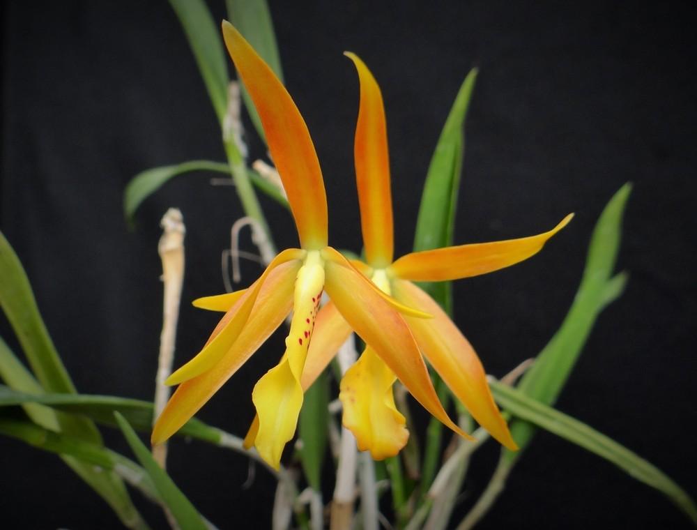 Photo of Orchid (Brassocatanthe Roman Holiday) uploaded by hawkarica