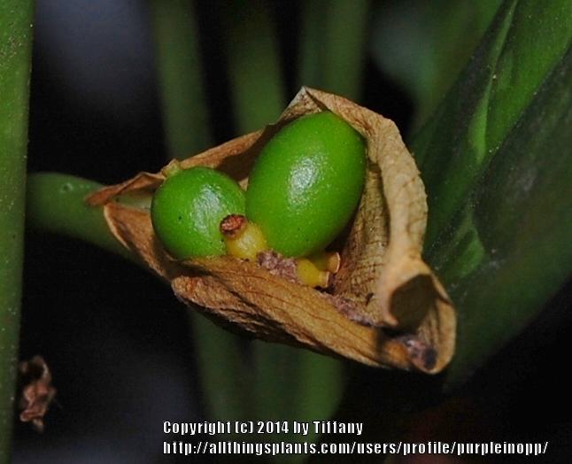 Photo of Chinese Evergreen (Aglaonema commutatum) uploaded by purpleinopp