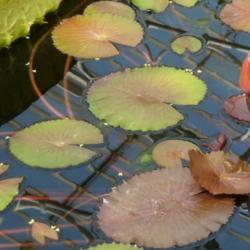 Location: Kew Gardens Water Lily House
Date: 2014-11-12
Photo courtesy of: deror_avi