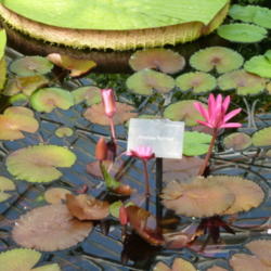 Location: Kew Gardens Water Lily House
Date: 2012-07-26
Photo courtesy of: deror_avi
