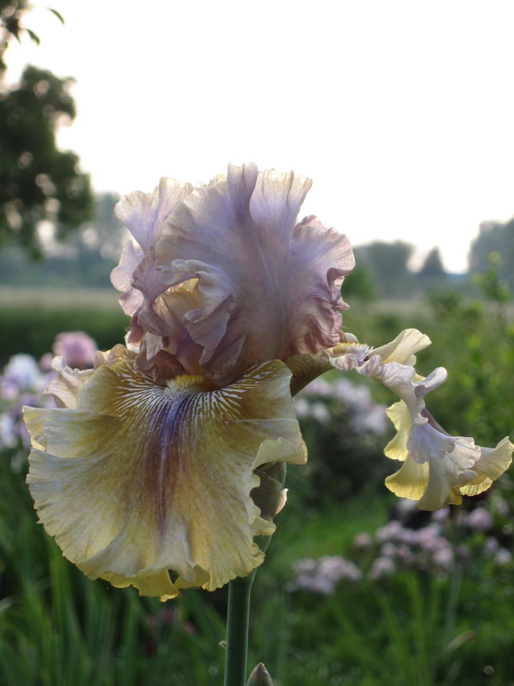 Photo of Tall Bearded Iris (Iris 'Pretty Ballerina') uploaded by barashka